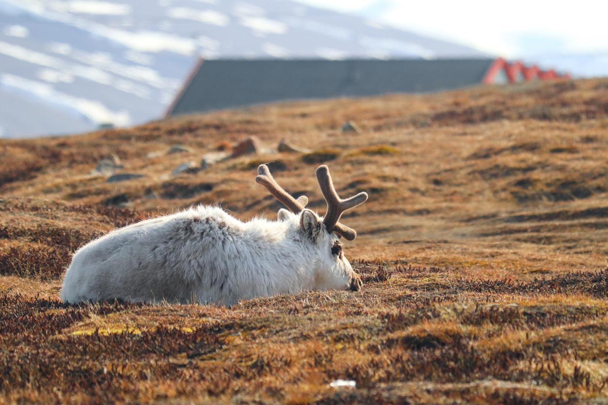 Radisson Blu Polar Hotel, Spitsbergen Longyearbyen Zewnętrze zdjęcie